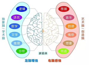 全脑开发训练 把握孩子一生唯一的机会